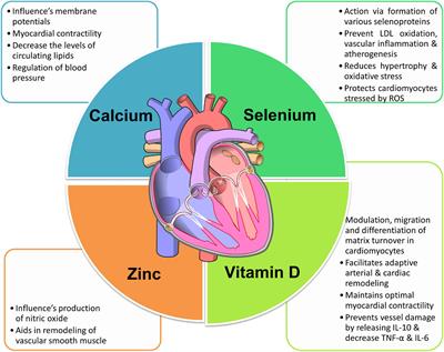 The Impact of Micronutrients-Calcium, Vitamin D, Selenium, Zinc in Cardiovascular Health: A Mini Review